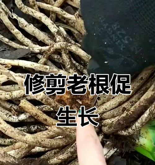 君子兰根系过长如何处理？