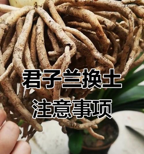 君子兰根系过长如何处理？
