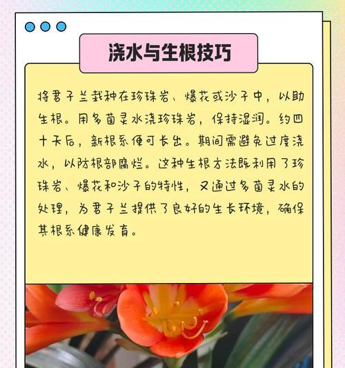 君子兰根系过长如何处理？