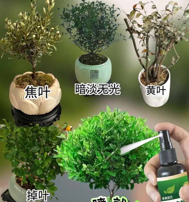 植物叶子发黄缺乏营养怎么办？