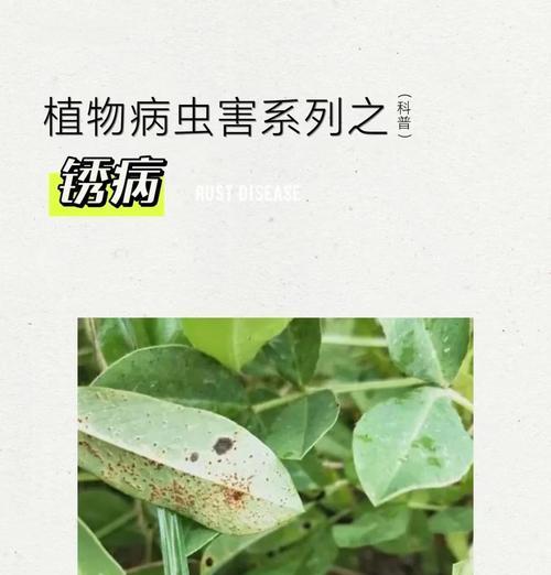 植物叶子发黄缺乏营养怎么办？