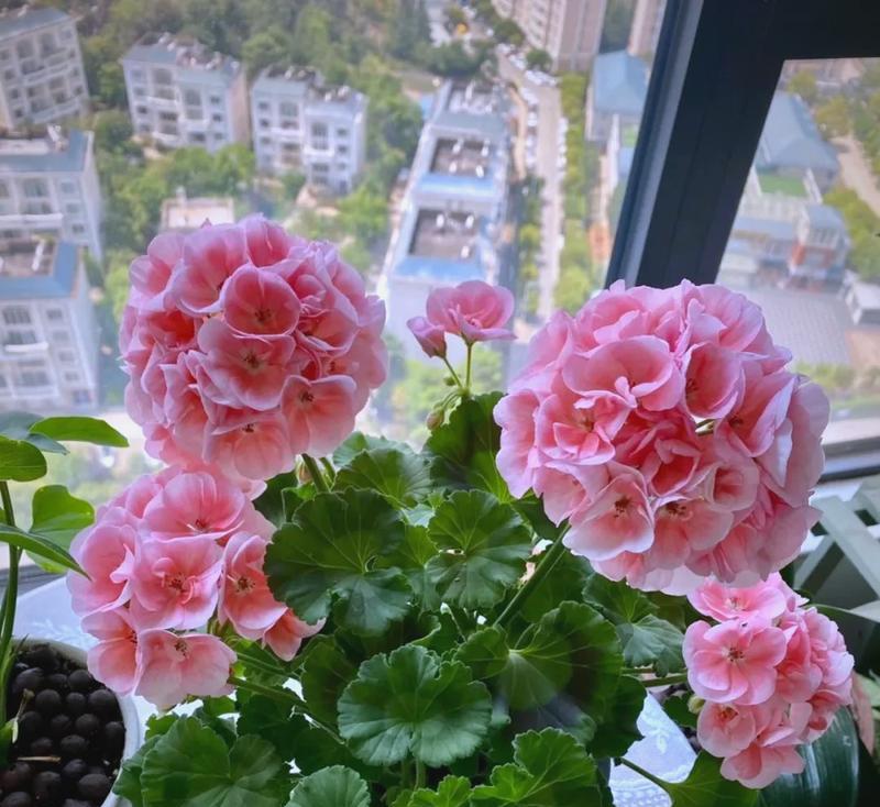 天竺葵换土后蔫了？如何快速恢复？