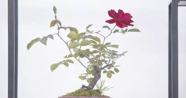 月季花冬季室内养护技巧有哪些？