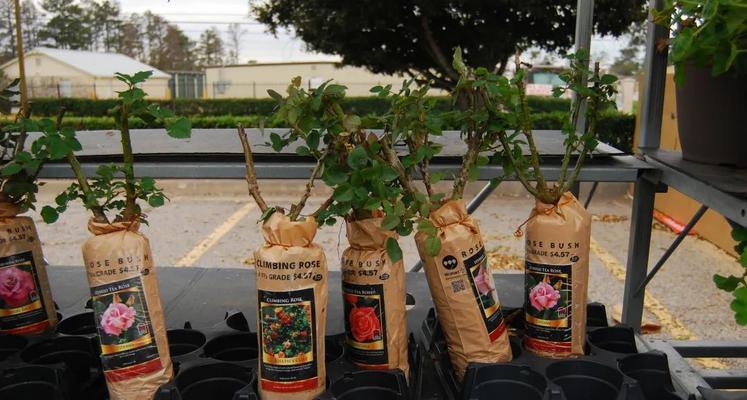 月季花冬季室内养护技巧有哪些？