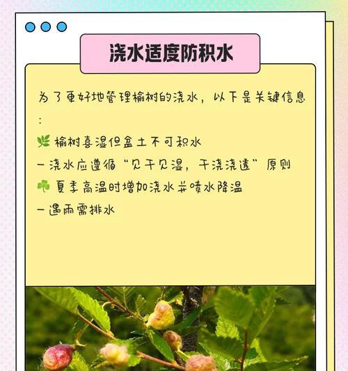 榆树换完盆后叶子发黄怎么回事？换盆后如何进行正确的养护？