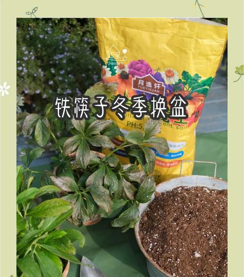 榆树换完盆后叶子发黄怎么回事？换盆后如何进行正确的养护？