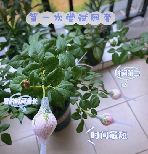 老根月季套袋的最佳方法是什么？