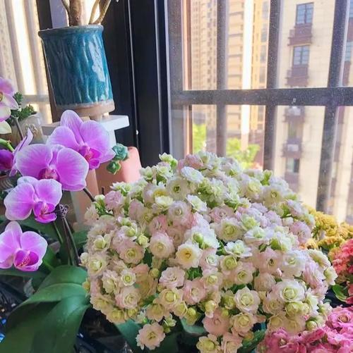 阳台摆放哪些花卉更美观？如何选择合适的阳台花卉？