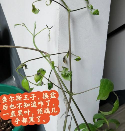 铁线莲换盆秋天如何养护？管理方法是什么？