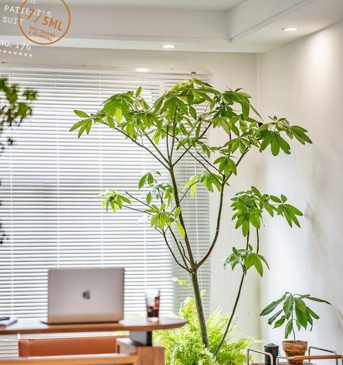 老树根原树盆景的养护技巧是什么？如何保持其美观？