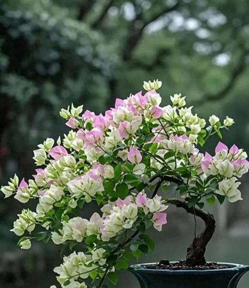 三角梅盆景的养护秘诀是什么？