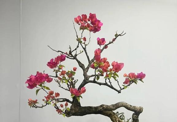 三角梅盆景的养护秘诀是什么？
