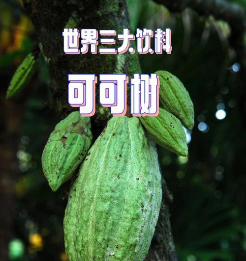 巧克力苗怎么发黄叶子？巧克力苗叶子发黄的原因和解决方法是什么？