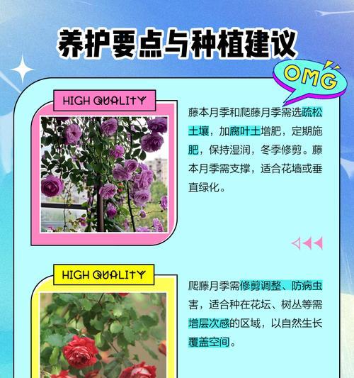 骄傲月季新品的特性及养护要点是什么？
