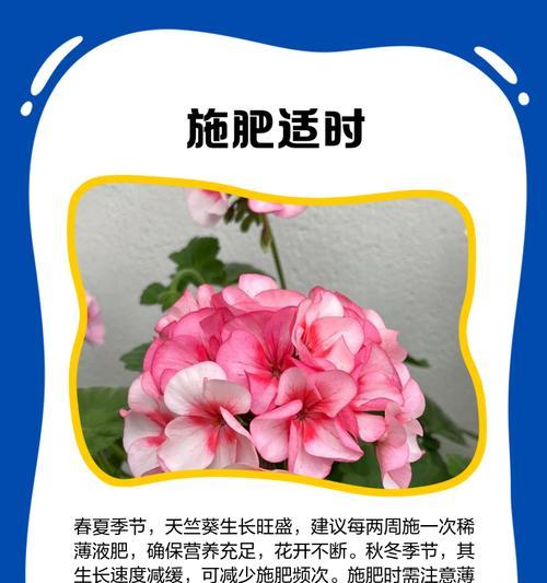 奎尔特天竺葵的养殖方法是什么？