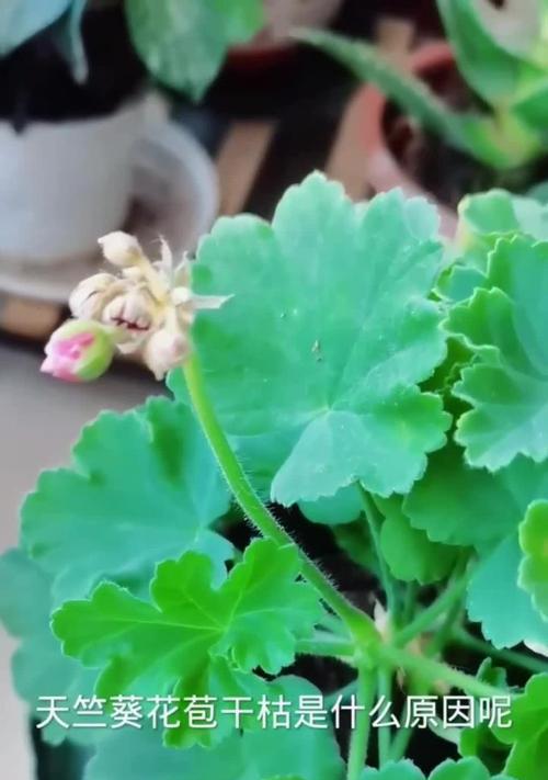 天竺葵扦插后打蔫的原因及解决方法？