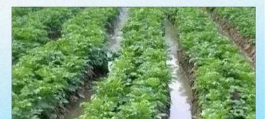 土豆浇水的最佳时机和方法是什么？