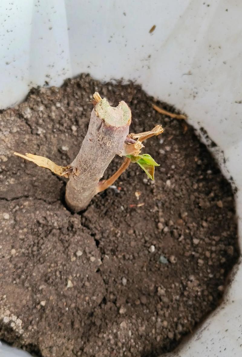 三角梅修剪技巧：芽点太近应如何处理？