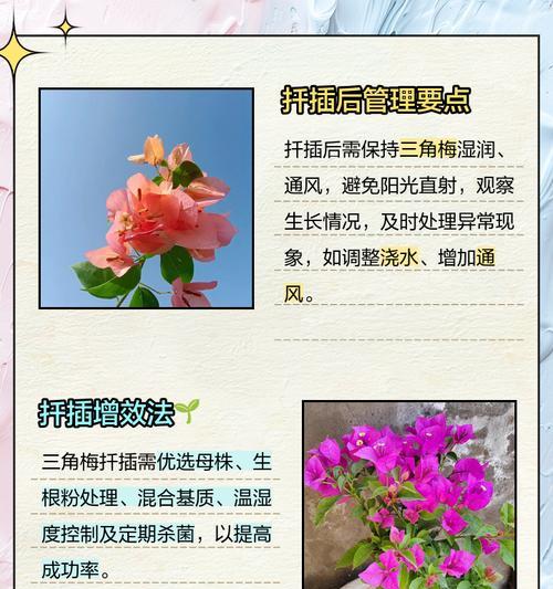 三角梅芽扦插繁殖的正确步骤是什么？