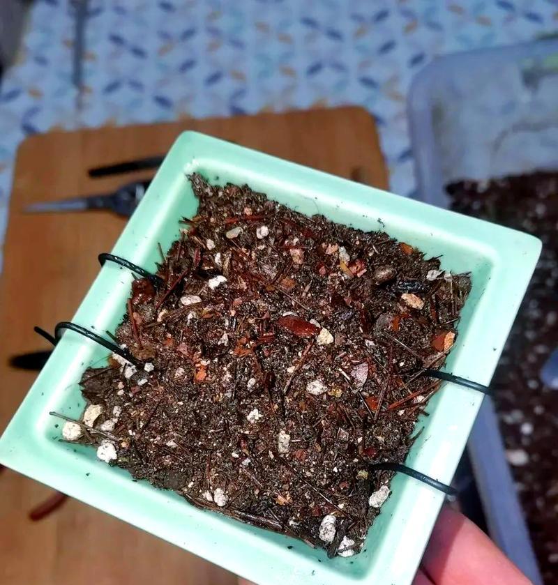 三角梅芽扦插繁殖的正确步骤是什么？