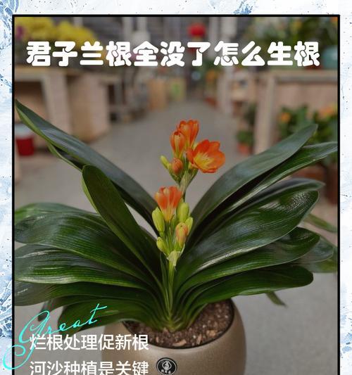 君子兰如何促进根系生长？
