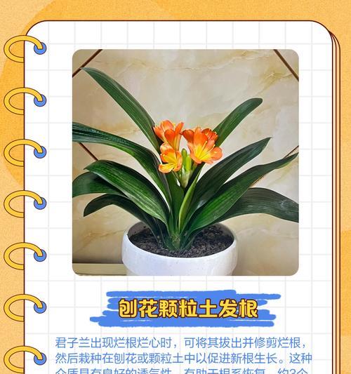君子兰如何促进根系生长？