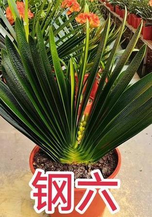 君子兰毛绿植的养护方法是什么？