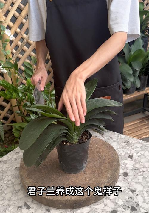 君子兰毛绿植的养护方法是什么？
