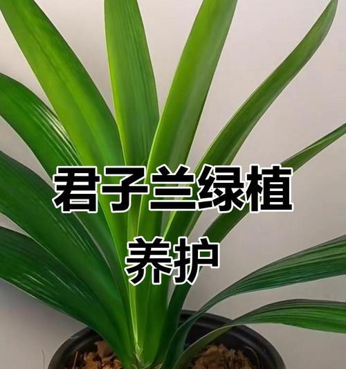 君子兰毛绿植的养护方法是什么？
