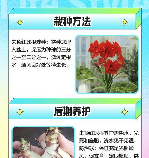 朱顶红多球栽培应选择哪种盆？