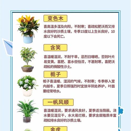 如何使用肥料正确养护君子兰？