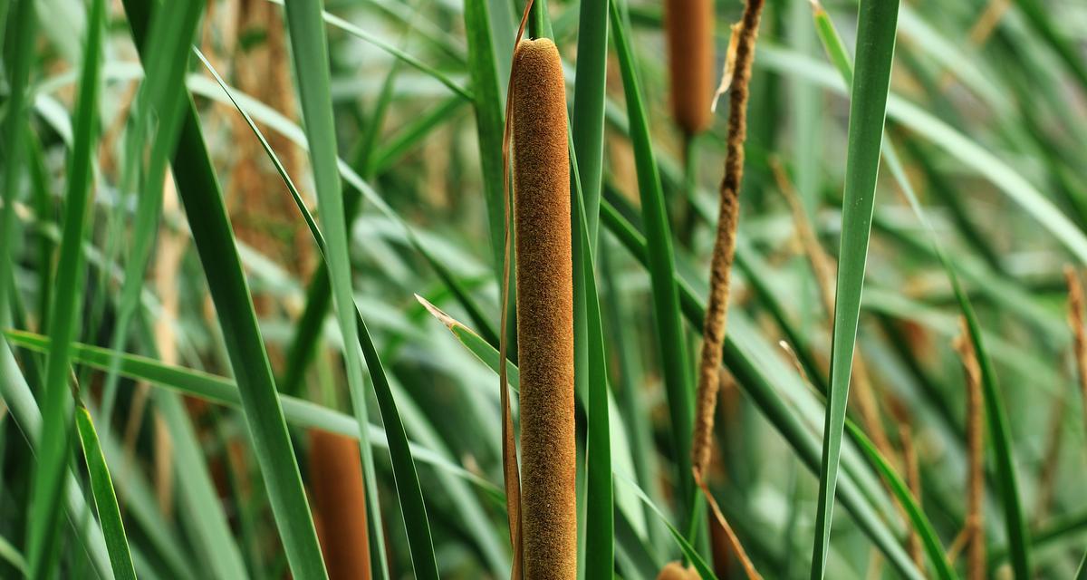 野外常见的香草植物有哪些？