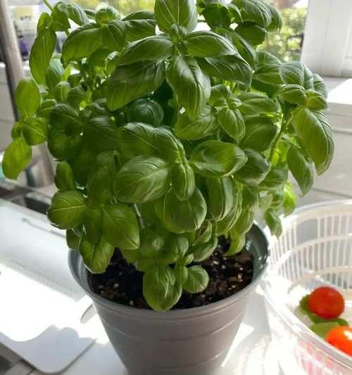 野外常见的香草植物有哪些？