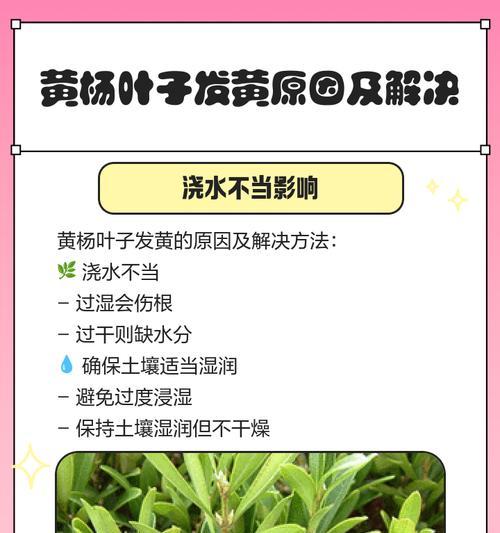 植物叶子脱落变黄是什么原因？
