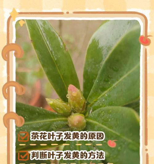 植物叶子脱落变黄是什么原因？