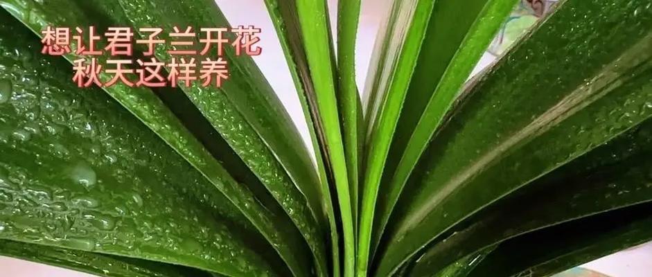 君子兰换土根如何打理？有哪些技巧？