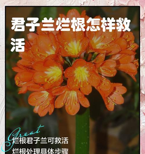 君子兰换土根如何打理？有哪些技巧？