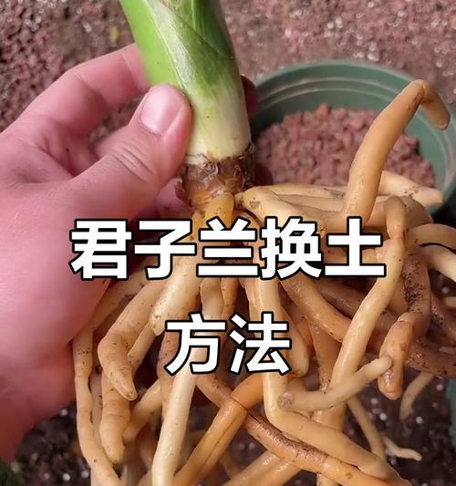 君子兰换土根如何打理？有哪些技巧？