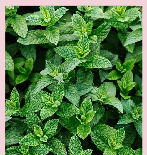 哪些香草植物具有香味？品种有哪些？