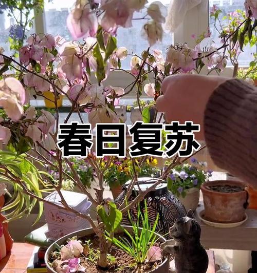 三角梅枯萎后如何修剪才能重新开花？