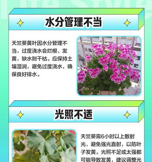 天竺葵夏季腐烂处理？怎样预防和解决？