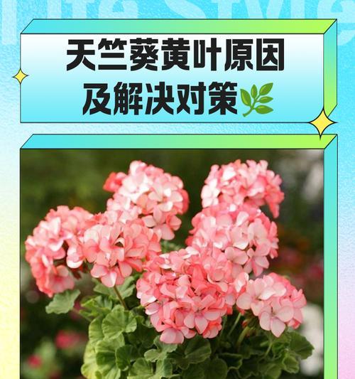 天竺葵夏季腐烂处理？怎样预防和解决？