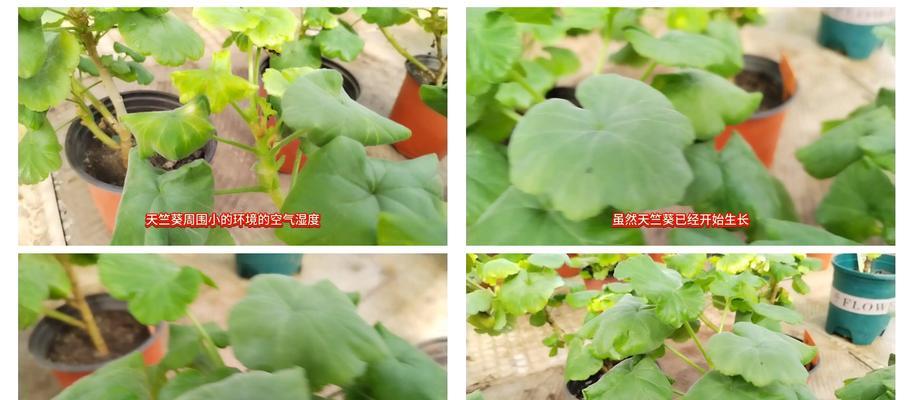 天竺葵夏季腐烂处理？怎样预防和解决？