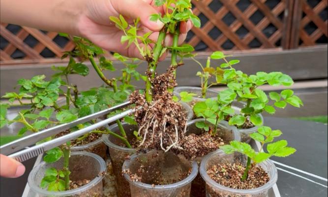 月季水生根移植方法是什么？