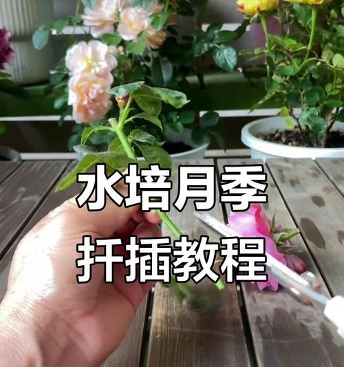 月季水生根移植方法是什么？