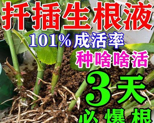 月季水生根移植方法是什么？