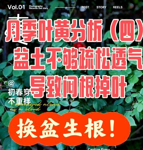 月季叶子发黄掉叶？秋季养护的正确方法是什么？