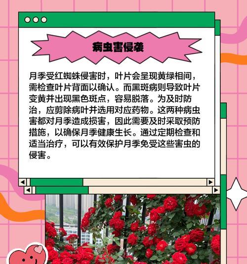 月季叶子发黄掉叶？秋季养护的正确方法是什么？