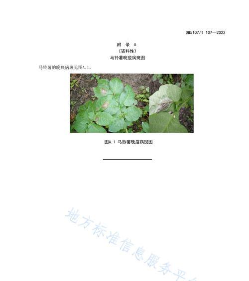 洋芋栽培新技术有哪些要点？