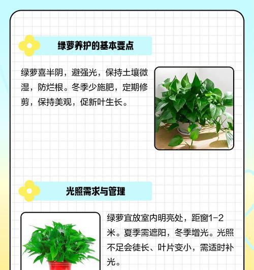 藤萝栽培的有效技术方法是什么？